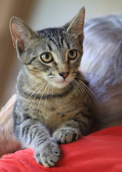 NEYTARO - Domestic Short Hair available for adoption