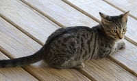 Neytaro - Photo 3