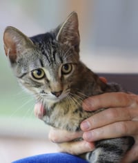 Neytaro - Photo 2