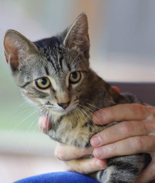 NEYTARO - Domestic Short Hair available for adoption