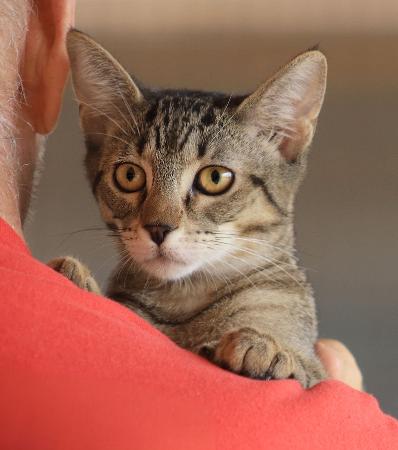 ASA - Domestic Short Hair available for adoption