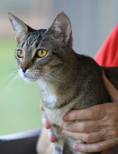 ASA - Domestic Short Hair available for adoption