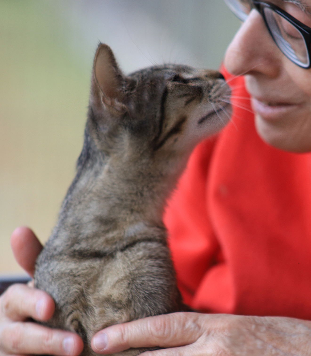 ASA - Domestic Short Hair available for adoption