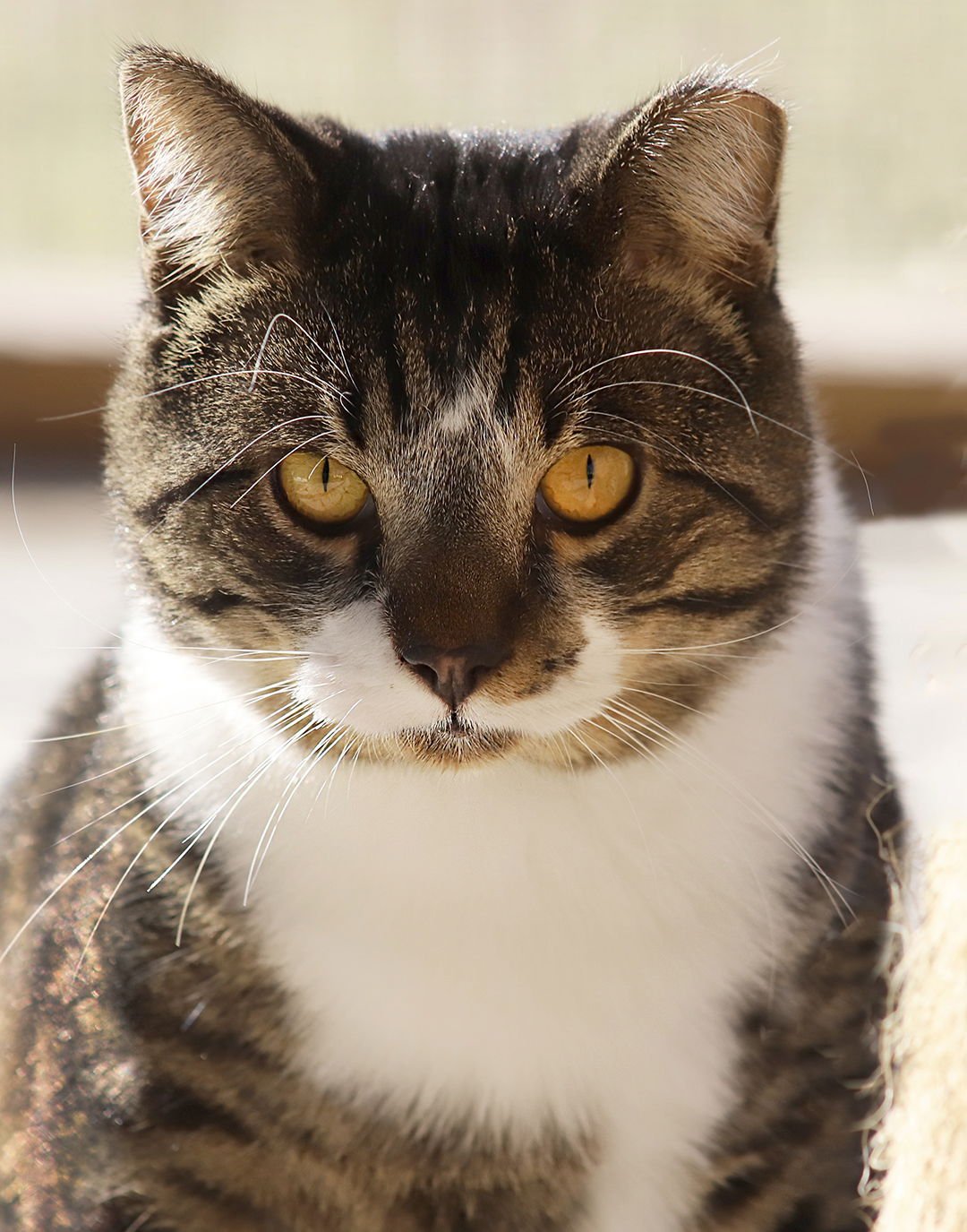 MAXWELL - Domestic Short Hair available for adoption