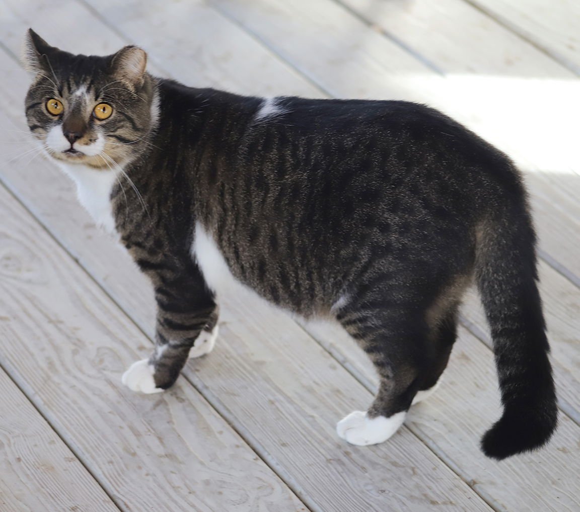 MAXWELL - Domestic Short Hair available for adoption