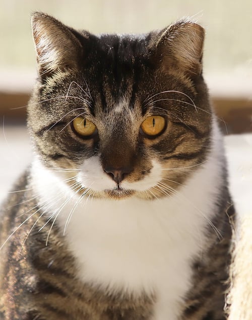 MAXWELL - Domestic Short Hair available for adoption
