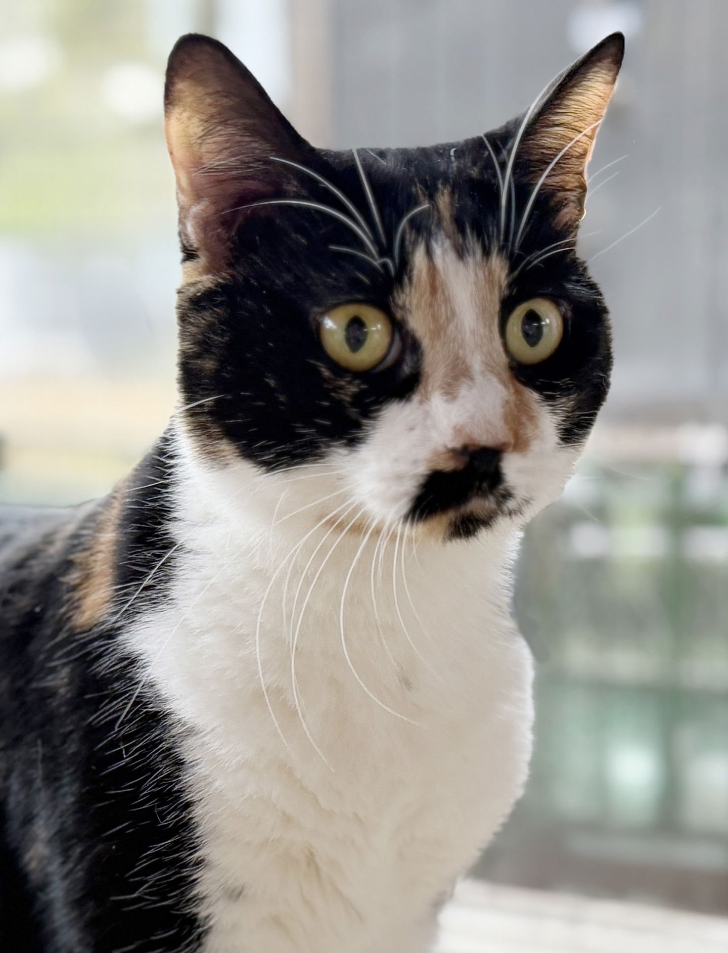 AMBER - Domestic Short Hair available for adoption