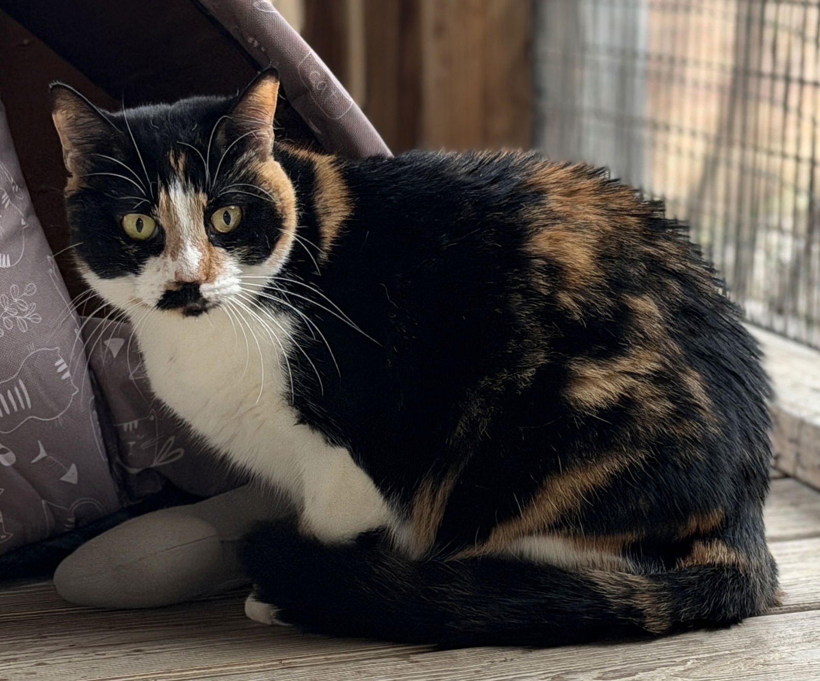 AMBER - Domestic Short Hair available for adoption