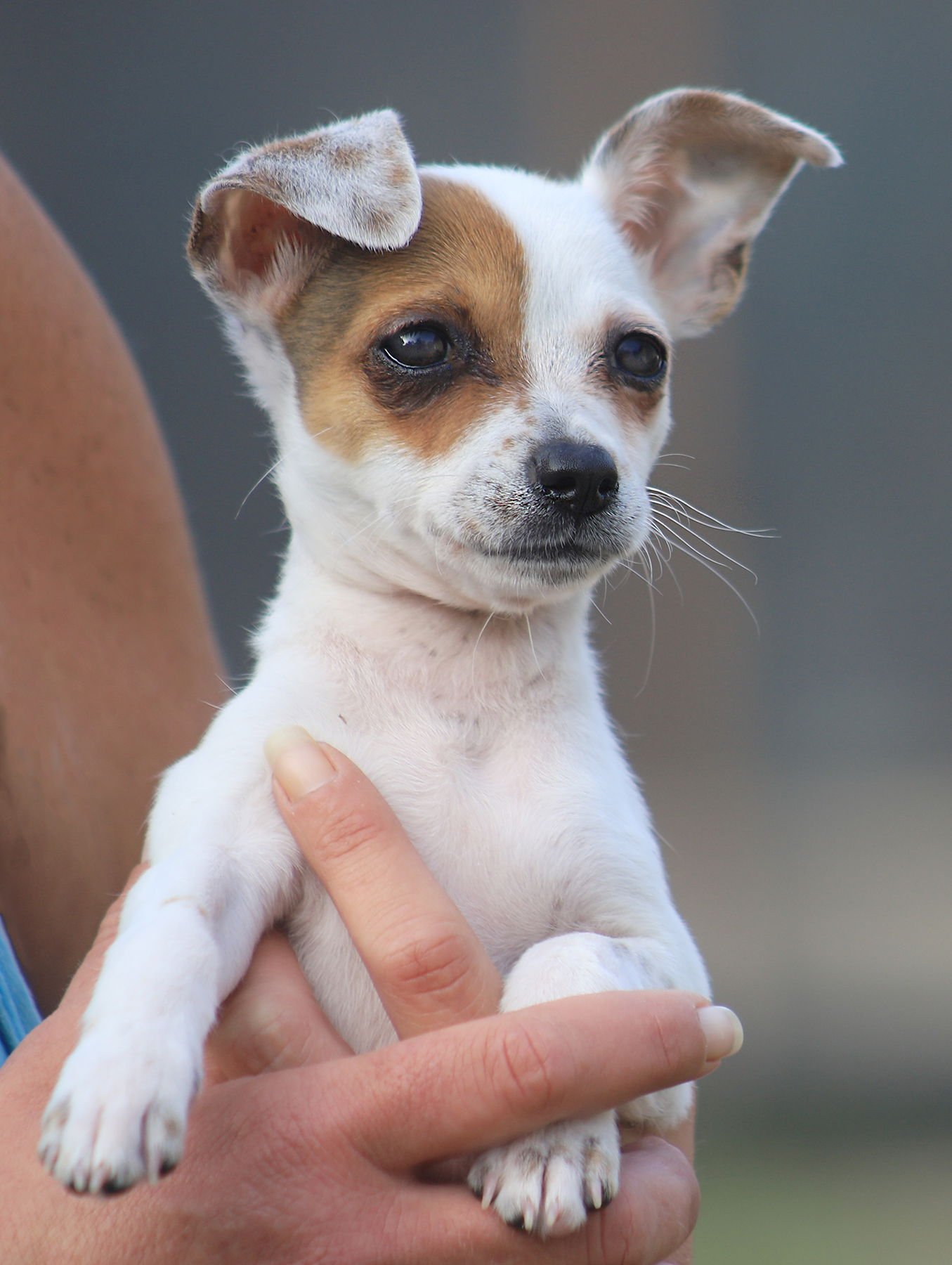 TASHA - Chihuahua available for adoption