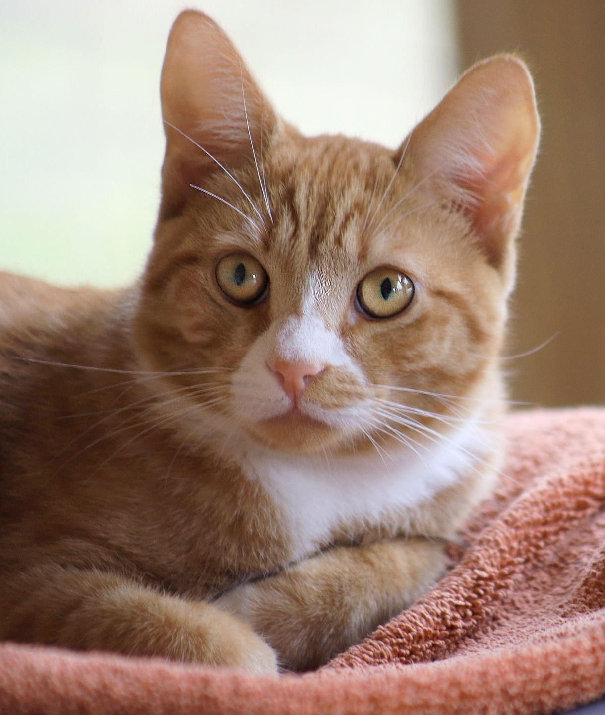 TOAST - Domestic Short Hair available for adoption