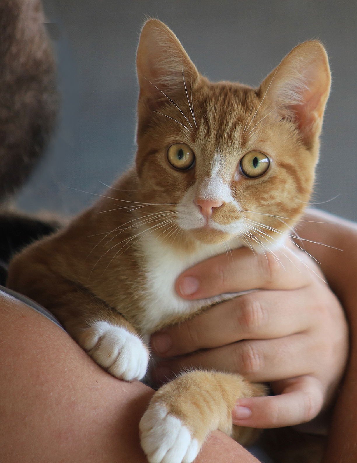 TOAST - Domestic Short Hair available for adoption