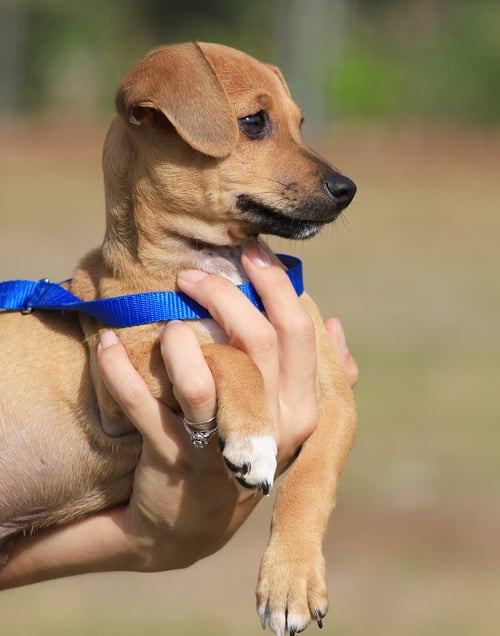 BADGER - Chihuahua available for adoption