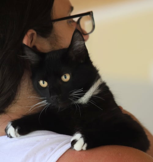 FLINT - Domestic Short Hair available for adoption