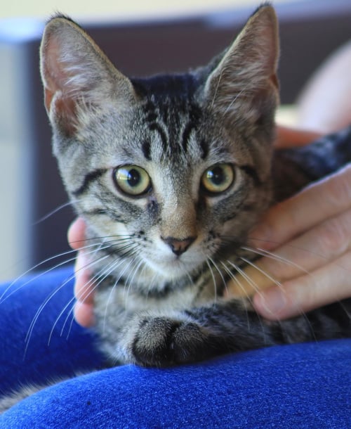SMOKEY JOE - Domestic Short Hair available for adoption