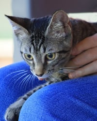 Smokey Joe - Photo 2