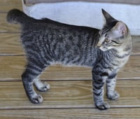 Smokey Joe - Photo 3