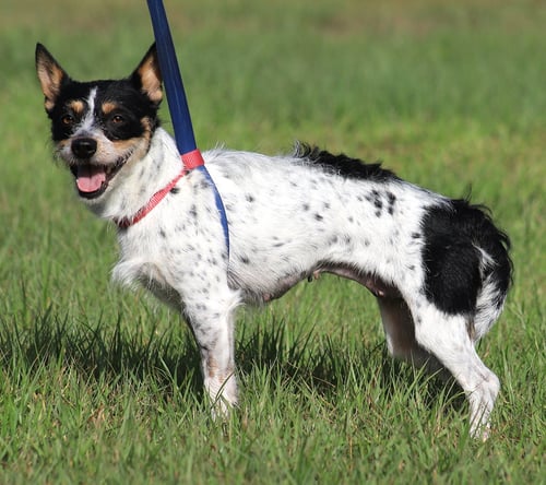 WHIMSEY - Terrier available for adoption