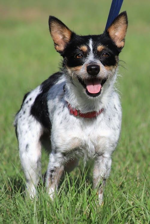 WHIMSEY - Terrier available for adoption