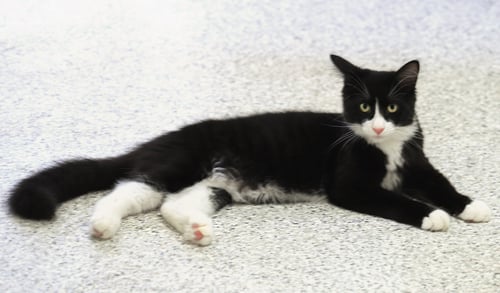 NORRIS - Domestic Medium Hair available for adoption