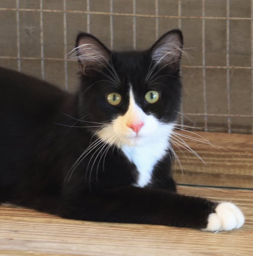 NORRIS - Domestic Medium Hair available for adoption