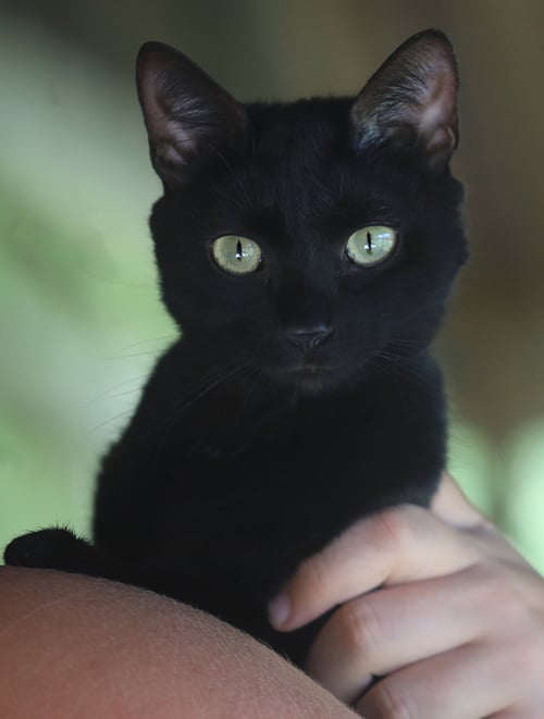 UTAWEECHIE - Domestic Short Hair available for adoption