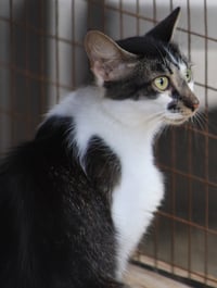 Sigrid - Photo 4