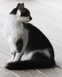Sigrid - Photo 3