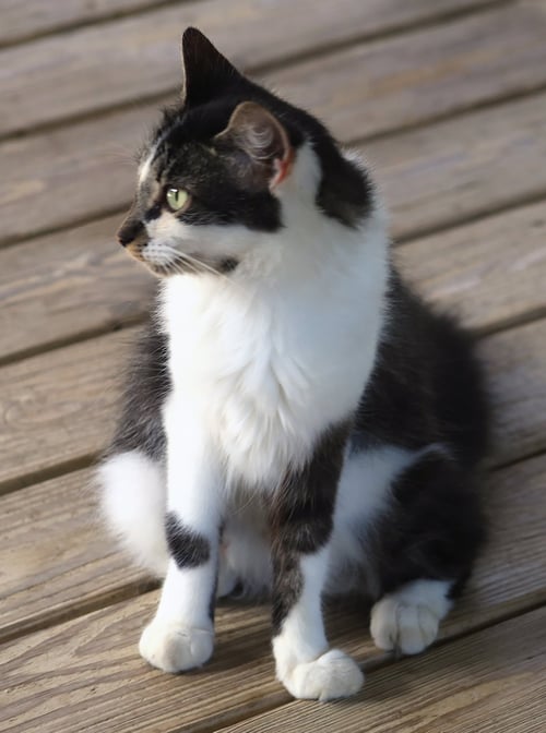 SIGRID - Domestic Short Hair available for adoption