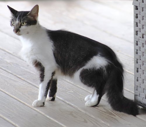 SIGRID - Domestic Short Hair available for adoption