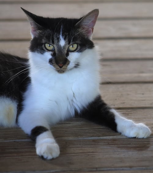 SIGRID - Domestic Short Hair available for adoption