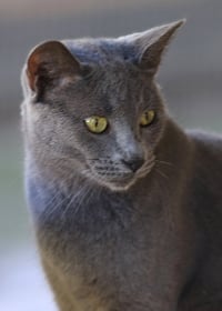 Sterling - Photo 1