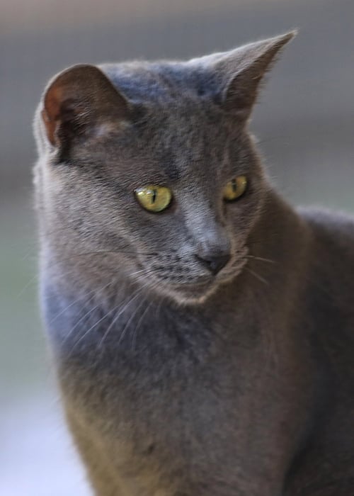 STERLING - Domestic Short Hair available for adoption