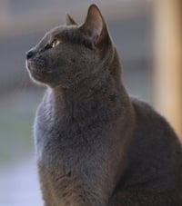 Sterling - Photo 2