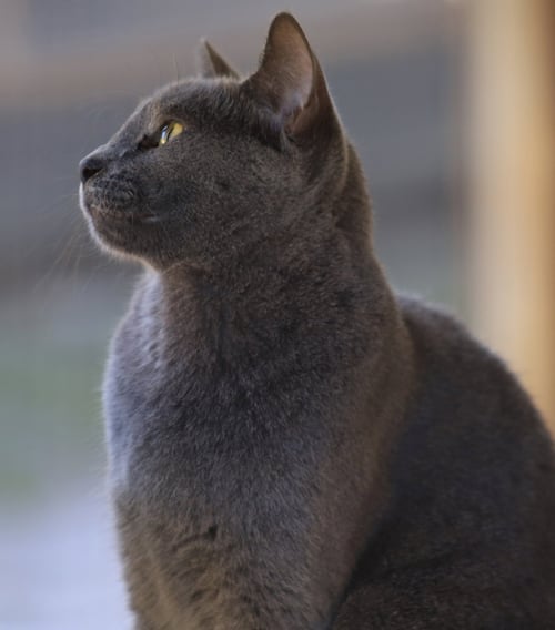 STERLING - Domestic Short Hair available for adoption