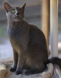 Sterling - Photo 3
