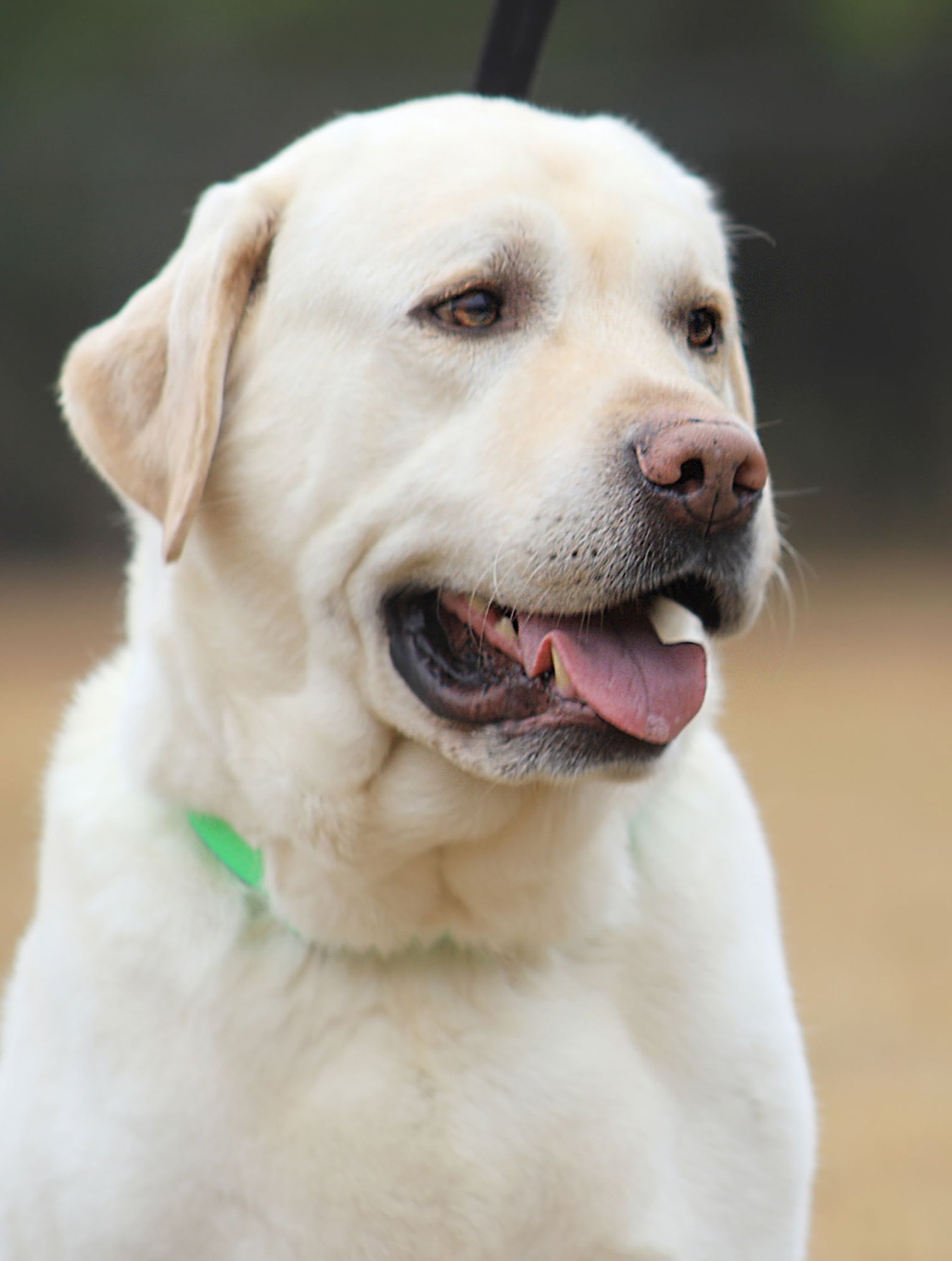 MILO - Labrador Retriever available for adoption