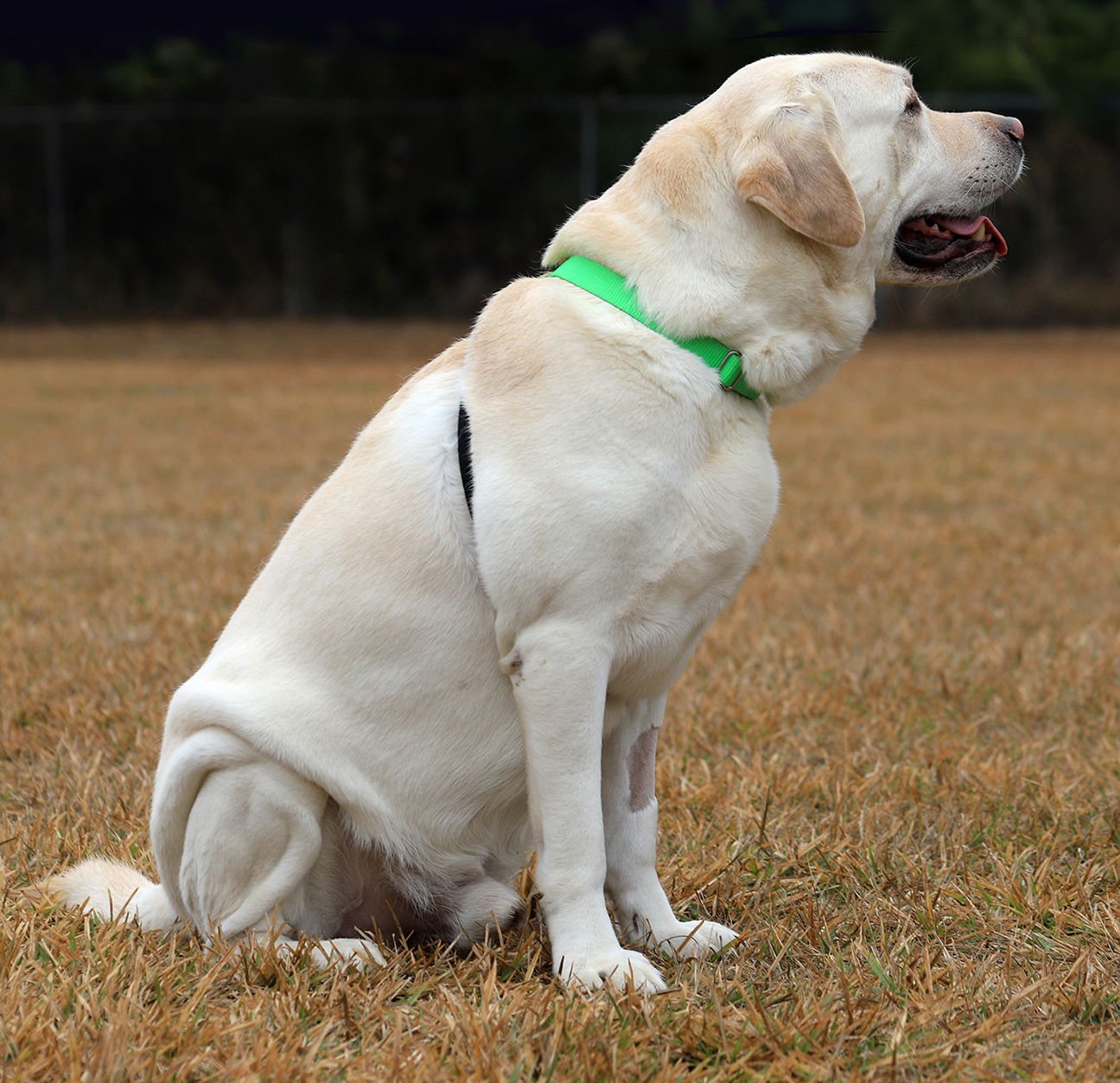 MILO - Labrador Retriever available for adoption