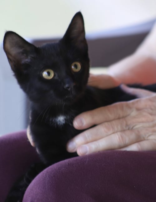 ADMIRAL - Domestic Short Hair available for adoption