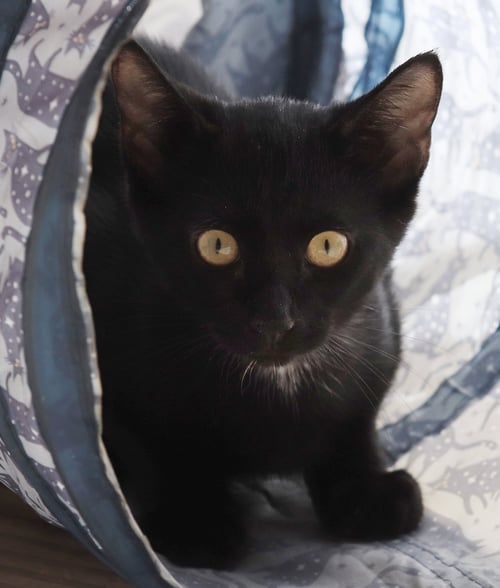 ADMIRAL - Domestic Short Hair available for adoption