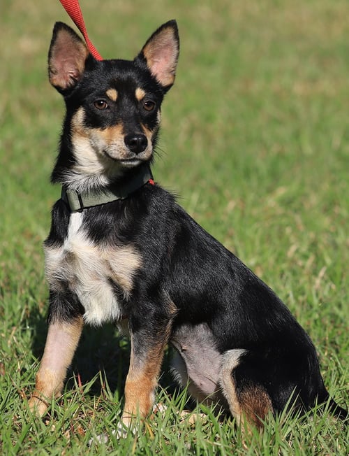 KENO - Chihuahua available for adoption