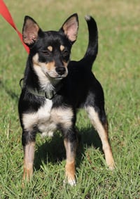 Keno - Photo 3