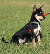 Keno - Photo 4