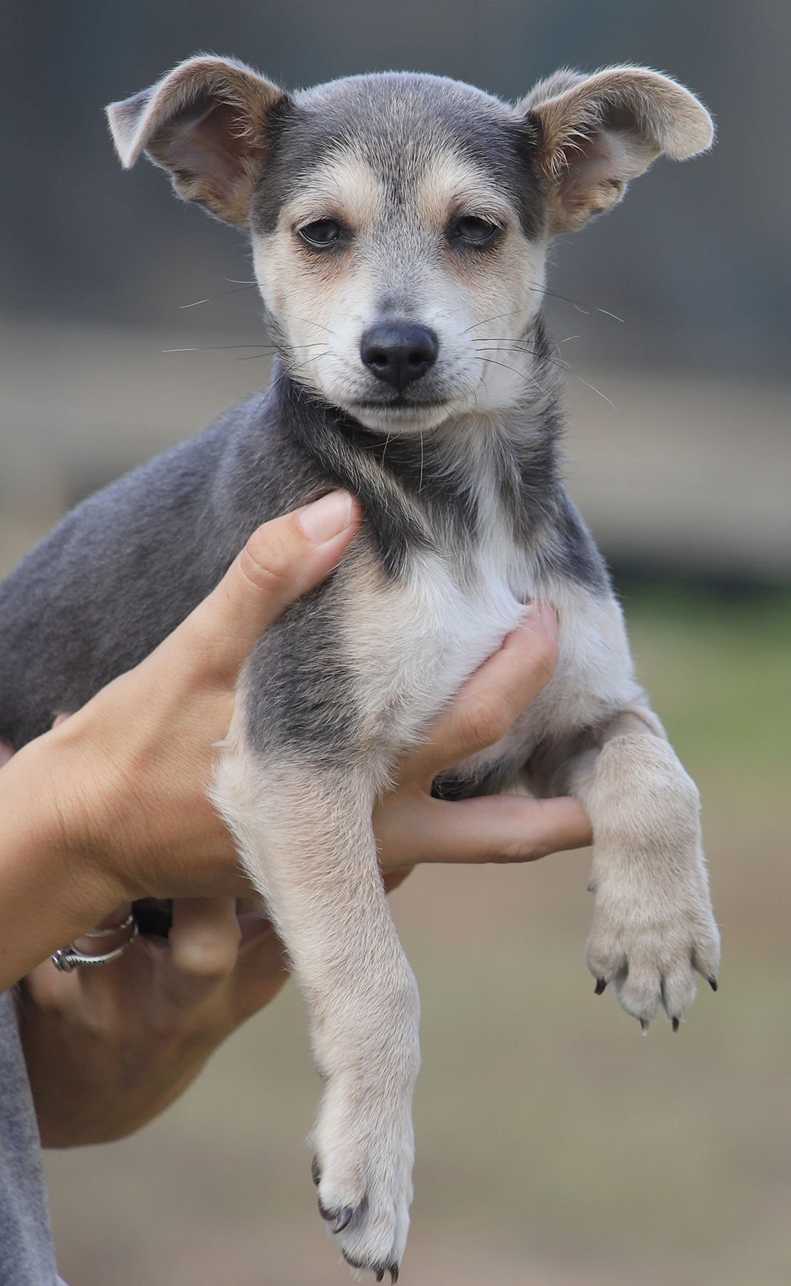 SMOKEY - Chihuahua available for adoption