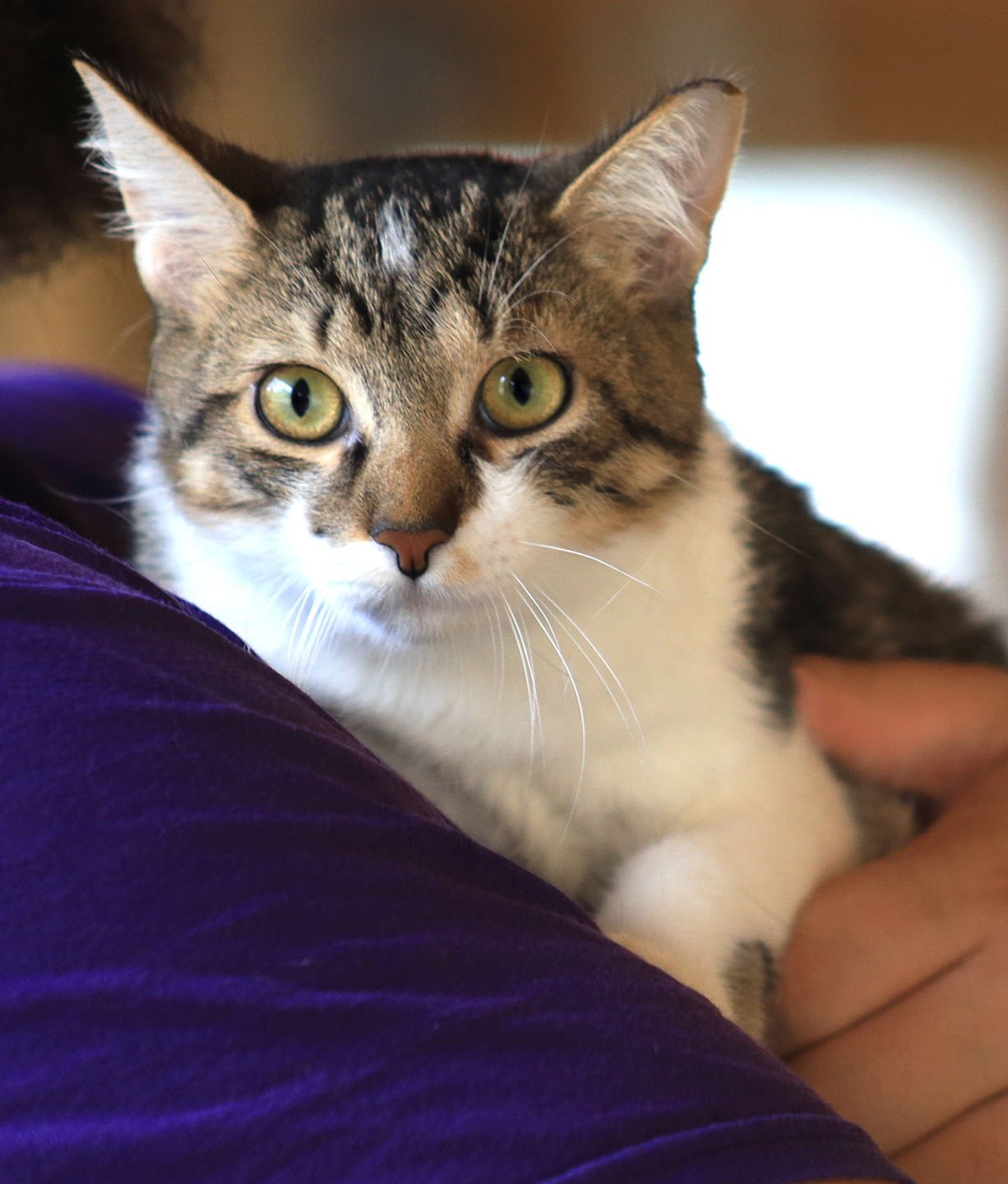 FEISTY - Domestic Short Hair available for adoption