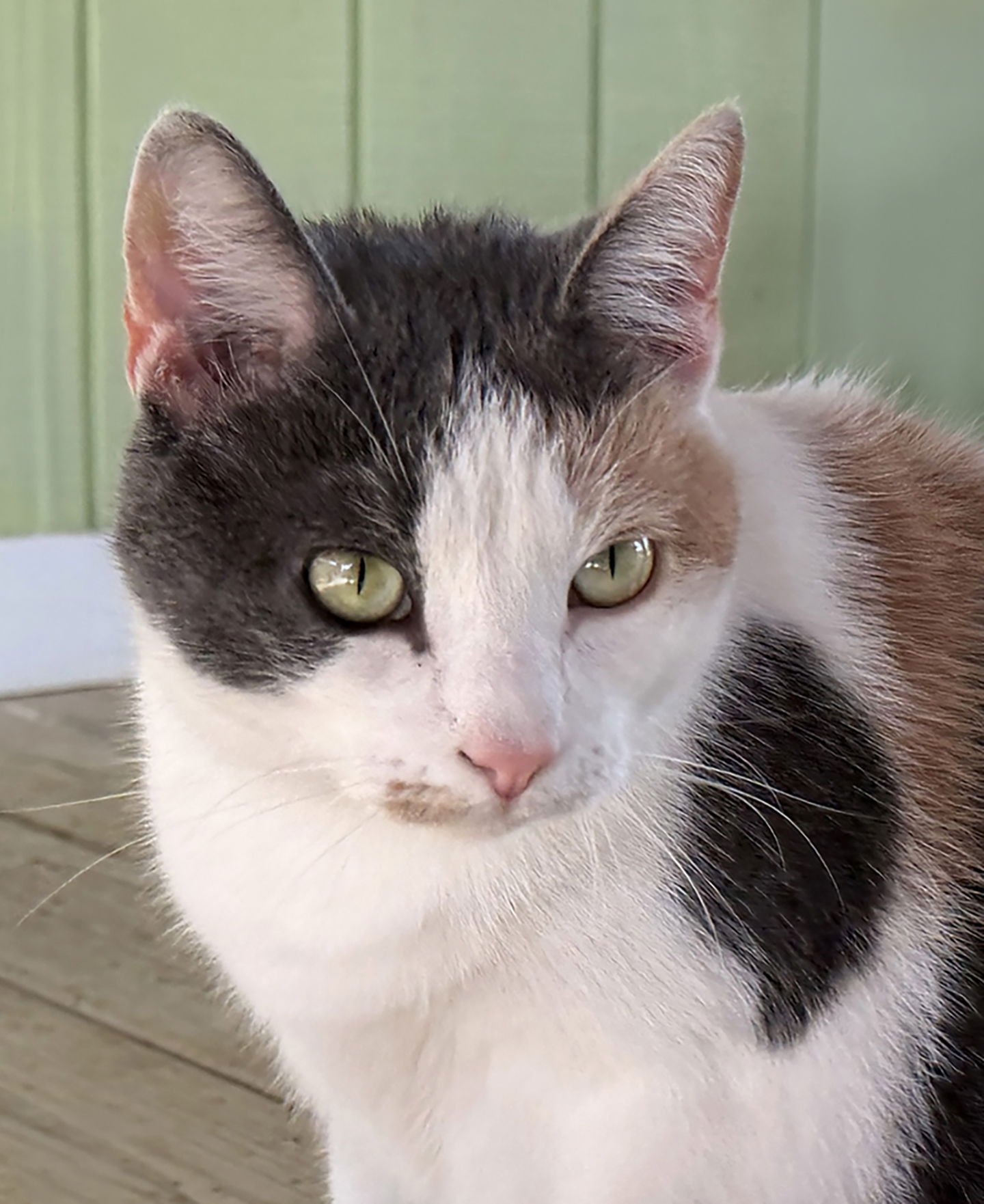 CIDER - Domestic Short Hair available for adoption