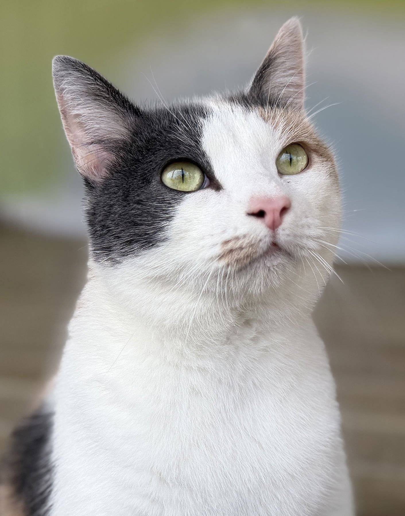 CIDER - Domestic Short Hair available for adoption