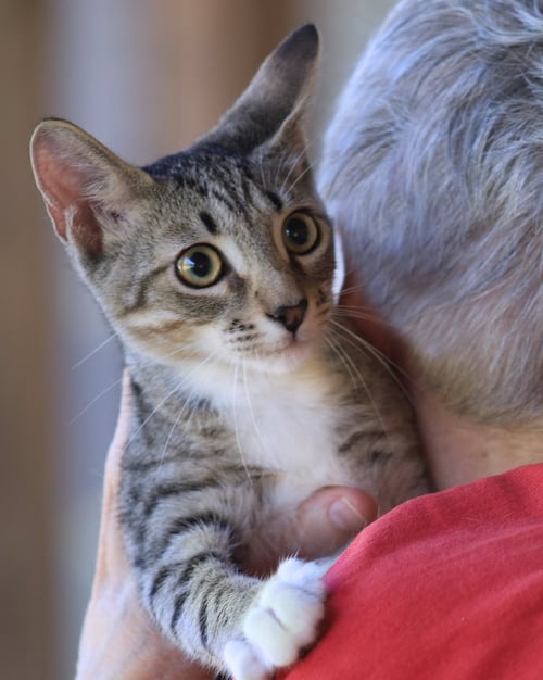 ZEB - Domestic Short Hair available for adoption