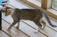Zeb - Photo 4