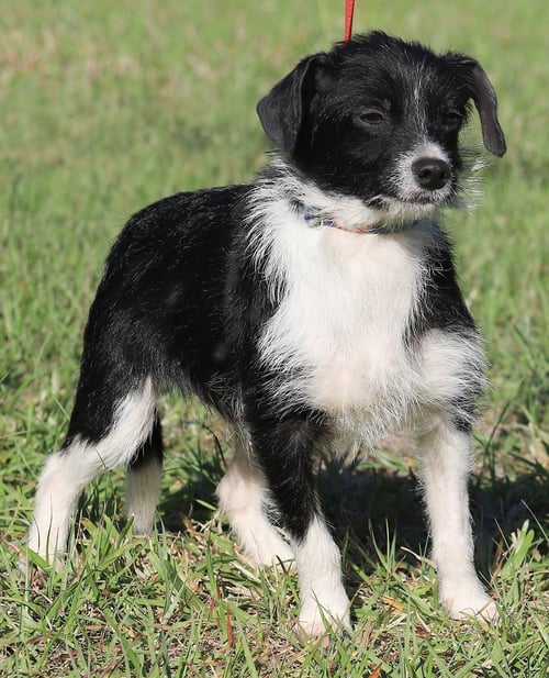 DOMINO