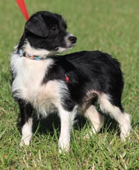 Domino - Photo 2